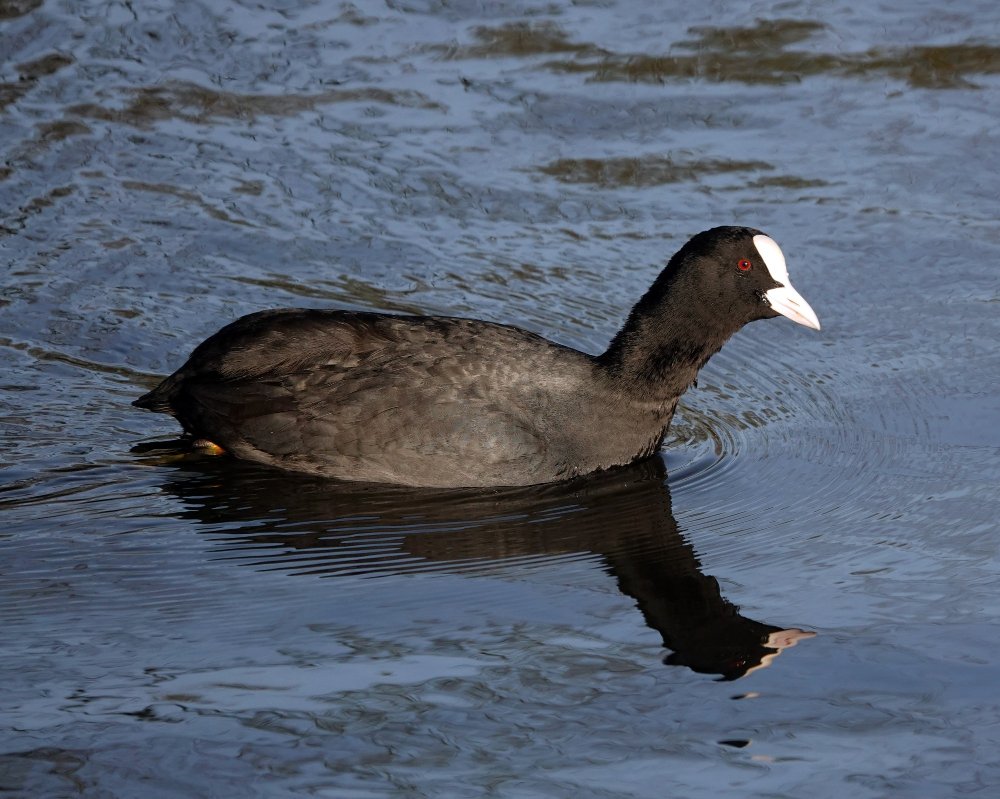 Wild Goose Breeds