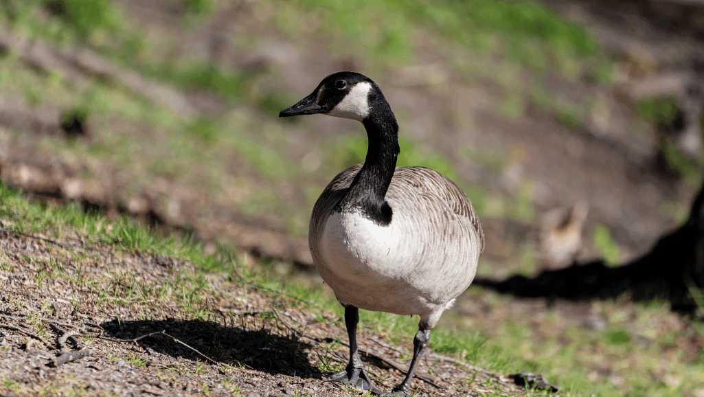 Black and white goose physical characteristics