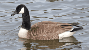 Black and White Goose