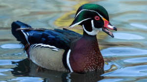 What are the best practices for feeding ducks?