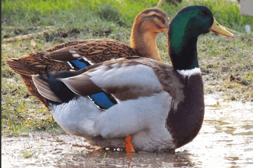 Rouen Clair: Elegant French Duck Breed 1 Rouen Clair