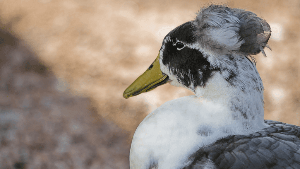 Afro duck in ornamental 