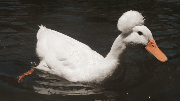 Afro Duckling: Unique Waterfowl with Distinctive Plumage