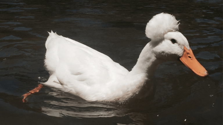 Afro Duckling