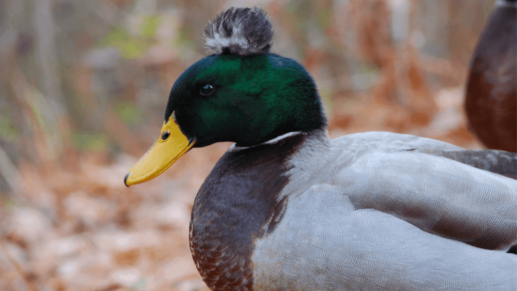 Afro duck feather structure