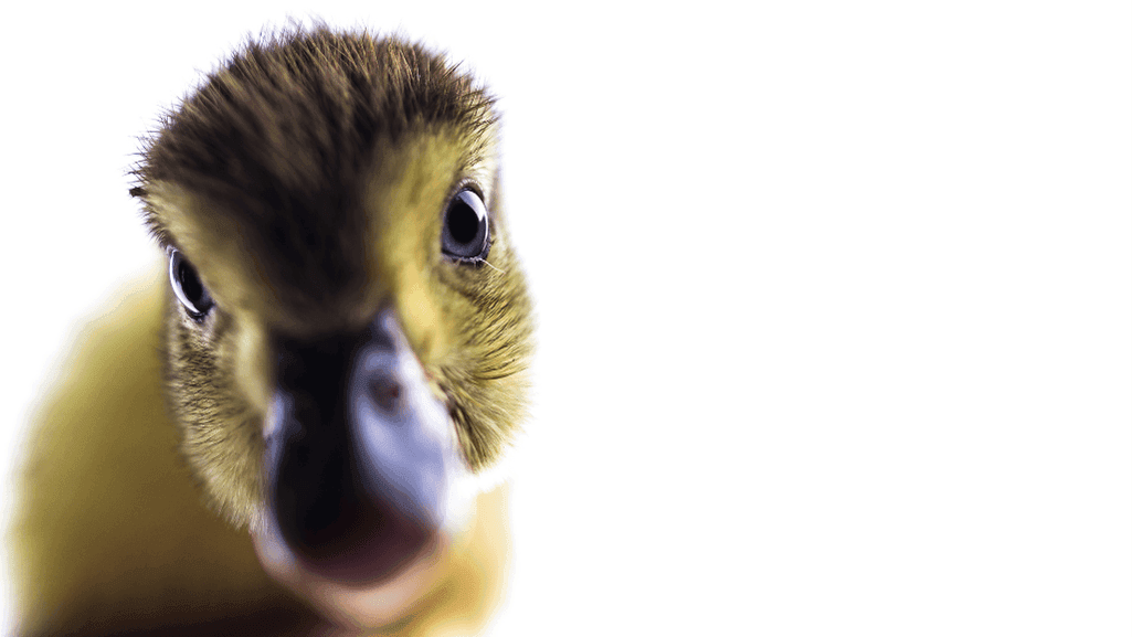Afro duckling feather development