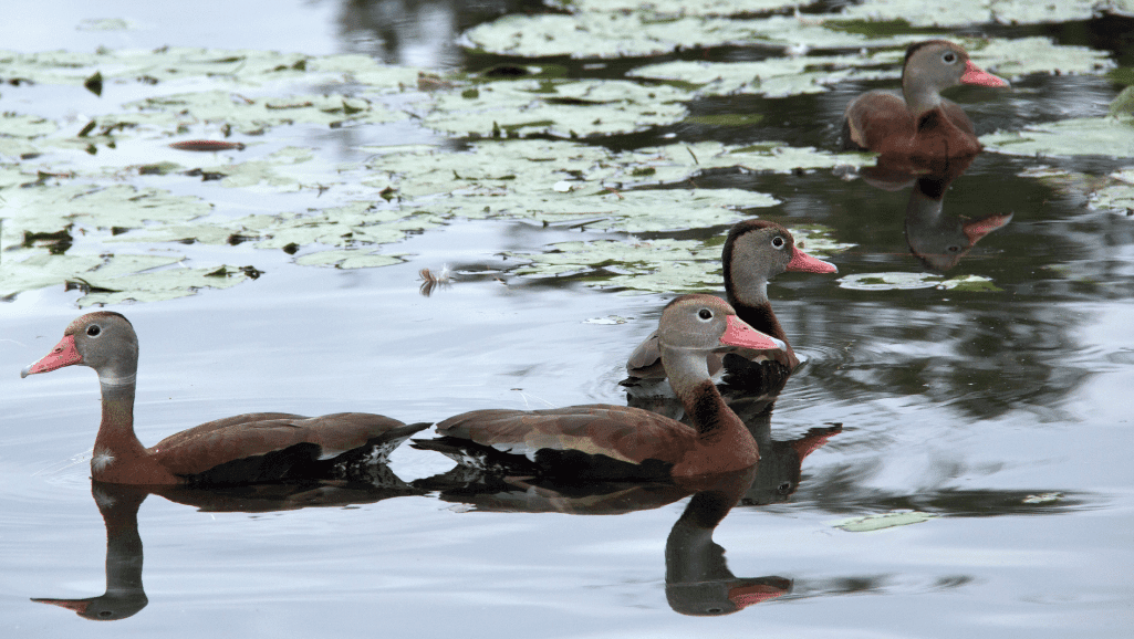 Black-bellied Whistling Duck nocturnal feeding