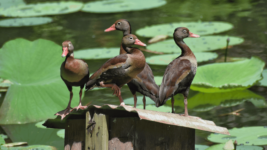 Black-bellied whistling ducks in shallow ponds