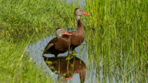 Black Bellied Whistling Duck