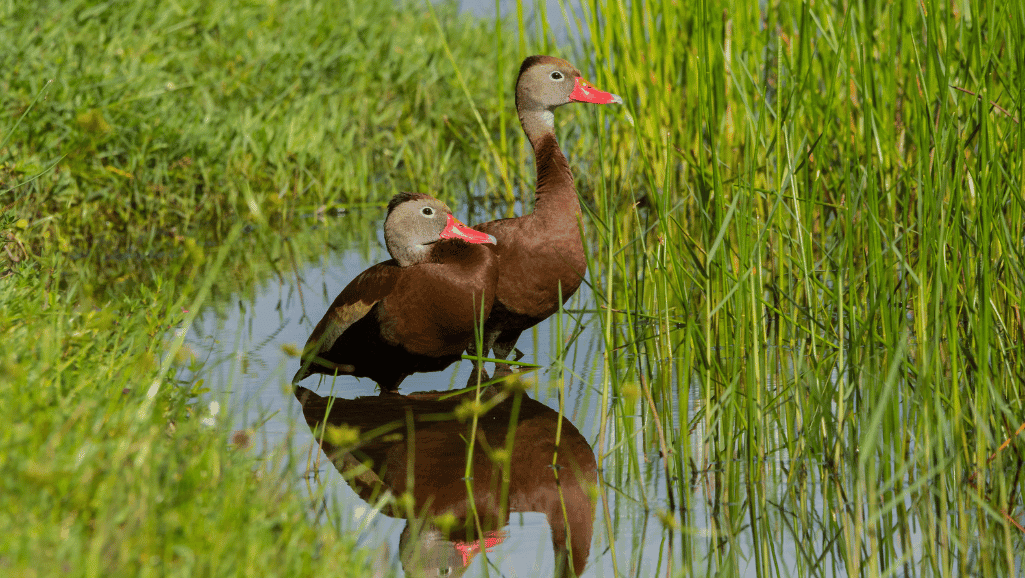 Black Bellied Whistling Duck: Unique Waterfowl Species 1 Black Bellied Whistling Duck