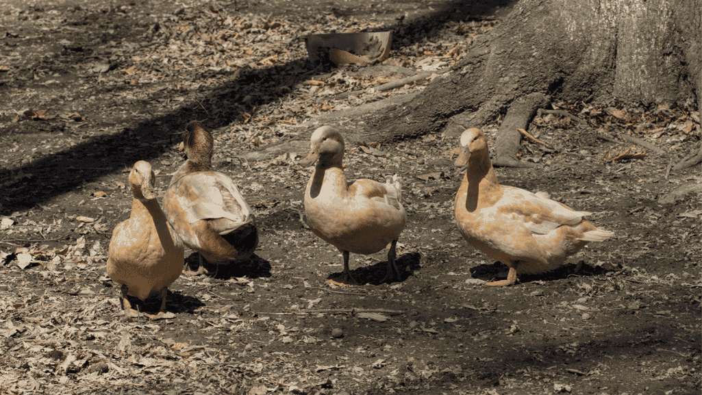 Buff Orpington ducks