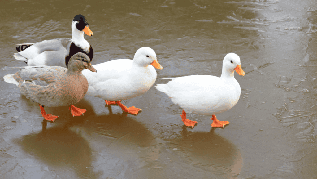 Call duck varieties