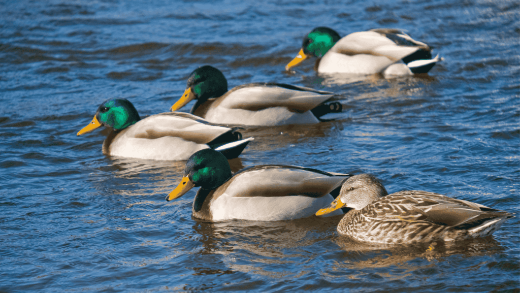 Call ducks miniature breed