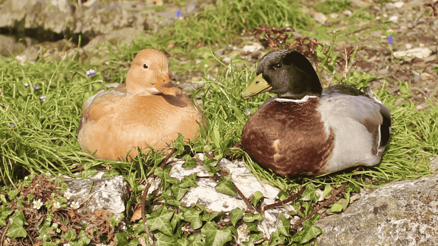 Call Ducks: Miniature Breed for Hobbyists 1 call ducks