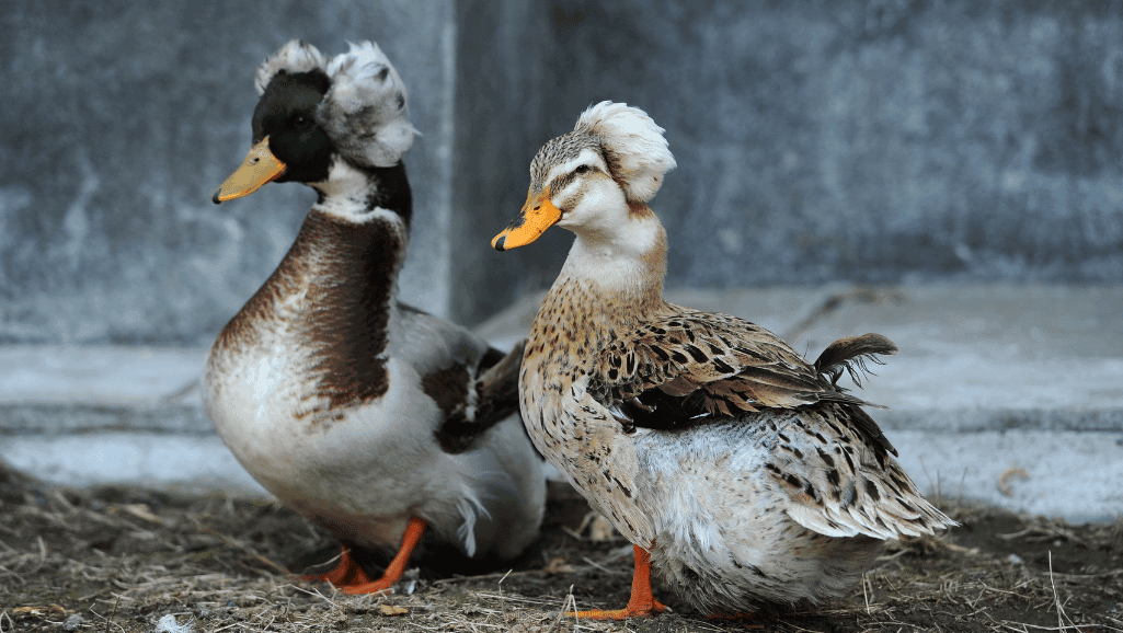 Crested duck genetic mutation
