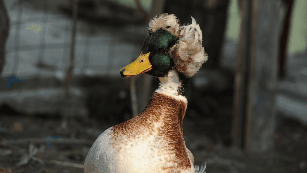 Crested Blue Swedish Duck physical characteristics
