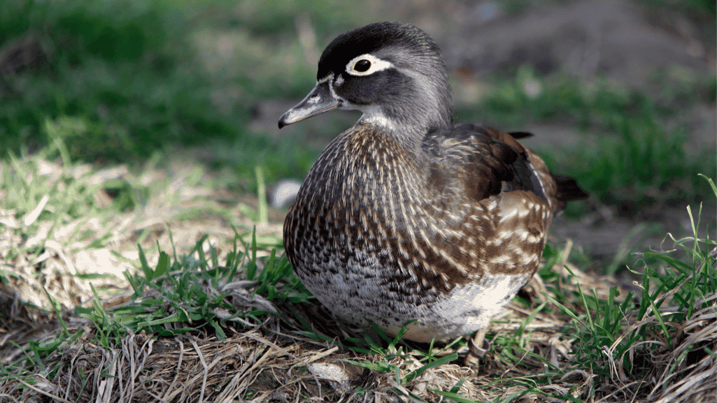 Female Wood Duck