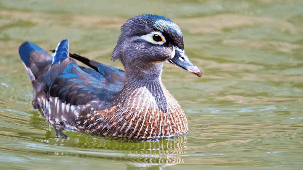 Wood duck plumage