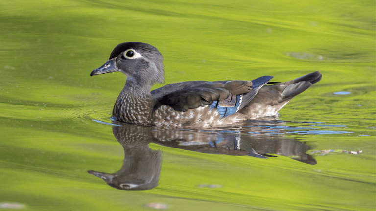 Female Wood Duck