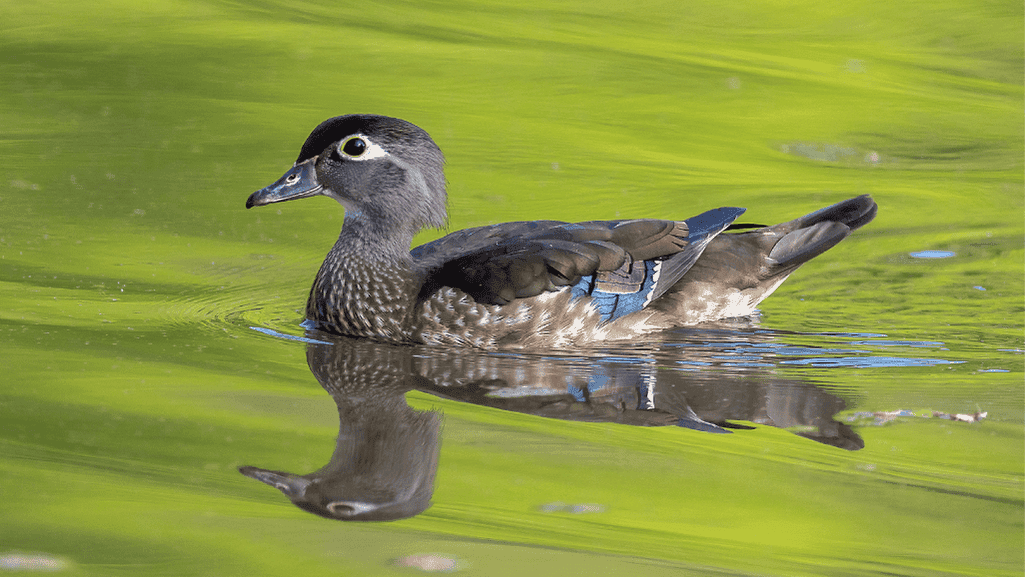 Female Wood Duck: Colorful Waterfowl of North America 1 Female Wood Duck