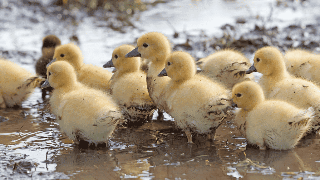 nurturing ducklings