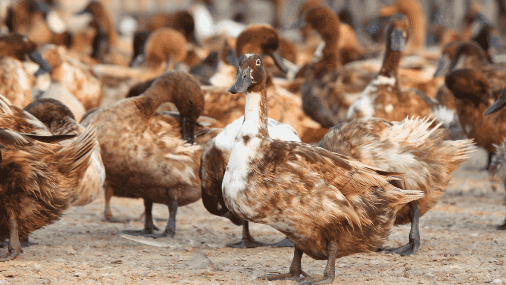 Duck prices and cost factors