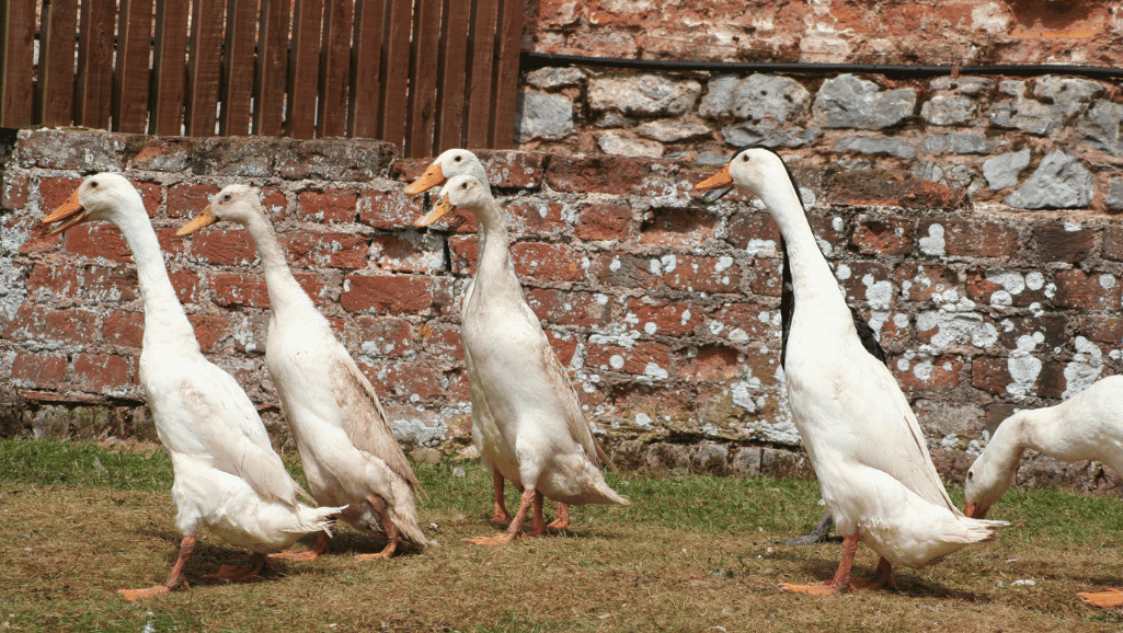 Indian Runner duck upright posture