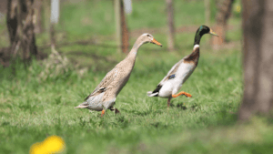 Indian Runner Ducks