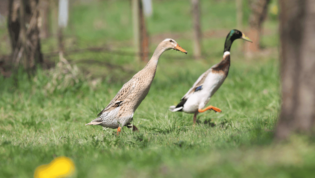 Indian Runner Ducks: Unique Poultry for Your Farm 1 Indian Runner Ducks