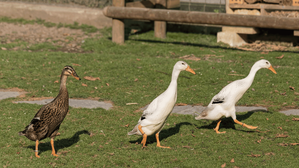 Indian Runner Ducks foraging