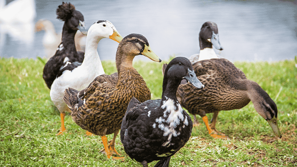 Khaki Campbell ducks as backyard pets