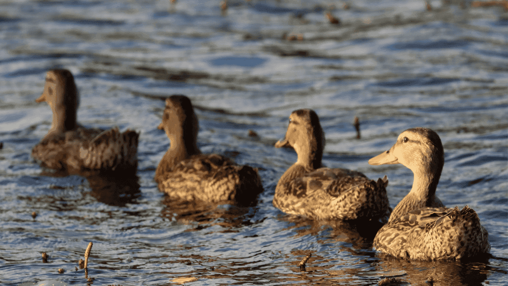 Khaki Campbell duck feeding