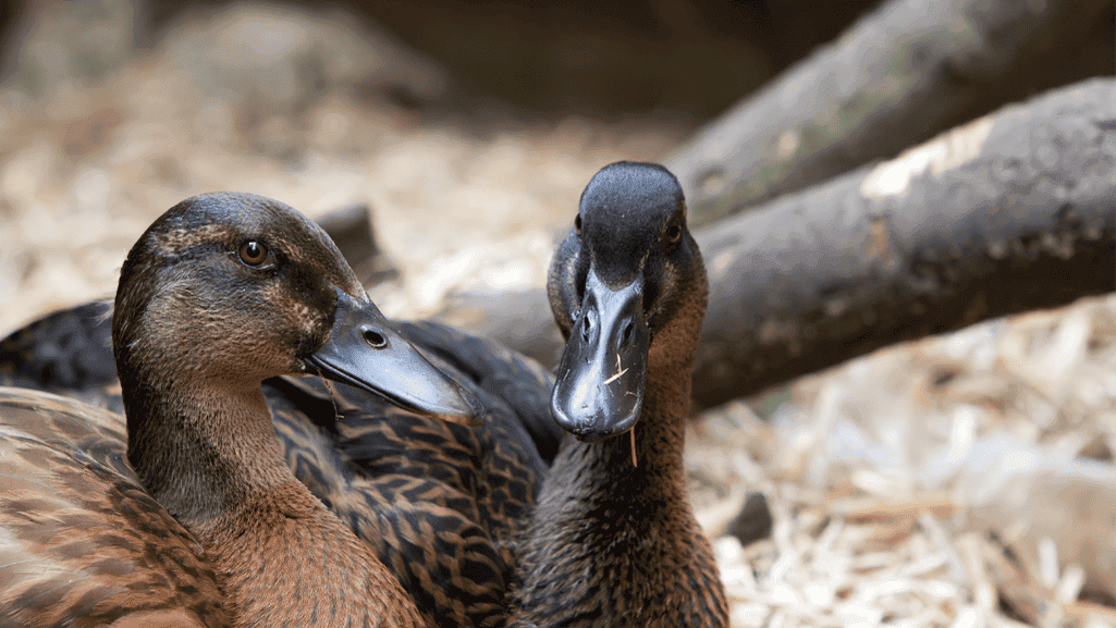 Khaki Campbell duck plumage