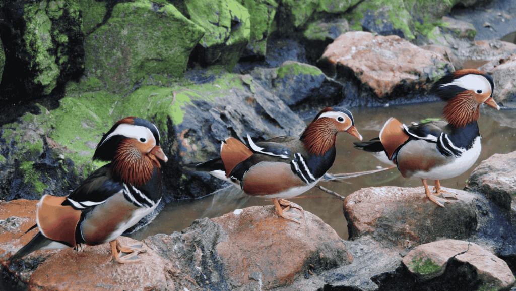 Mandarin duck breeding behavior