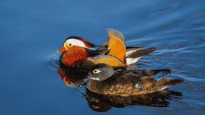 Mandarin Ducks