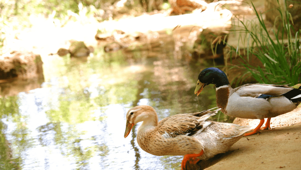 Silver Appleyard Miniature: Small Duck Breed Guide 1 Silver Appleyard Miniature