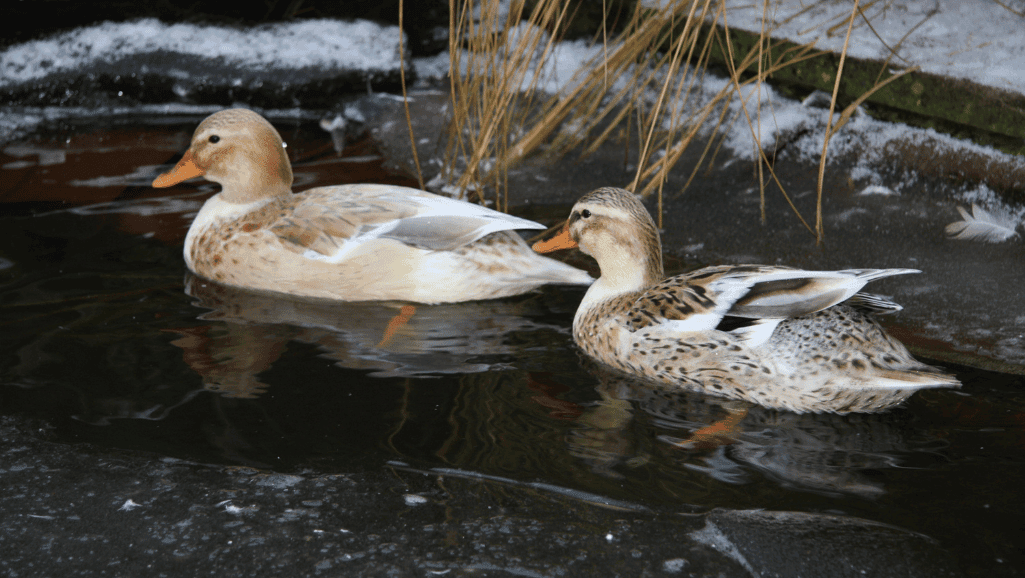Silver Appleyard Miniature duck