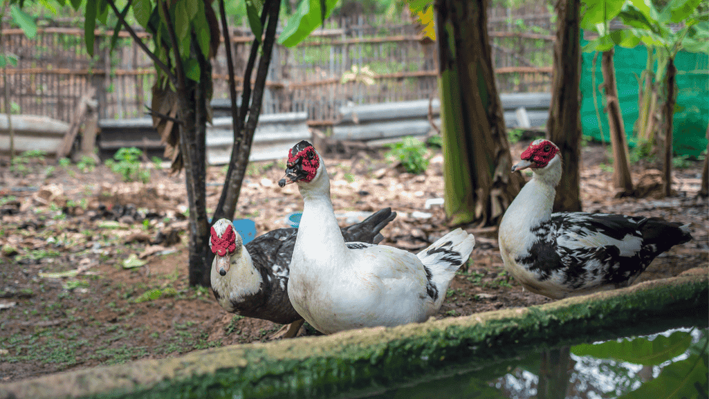 Muscovy ducks
