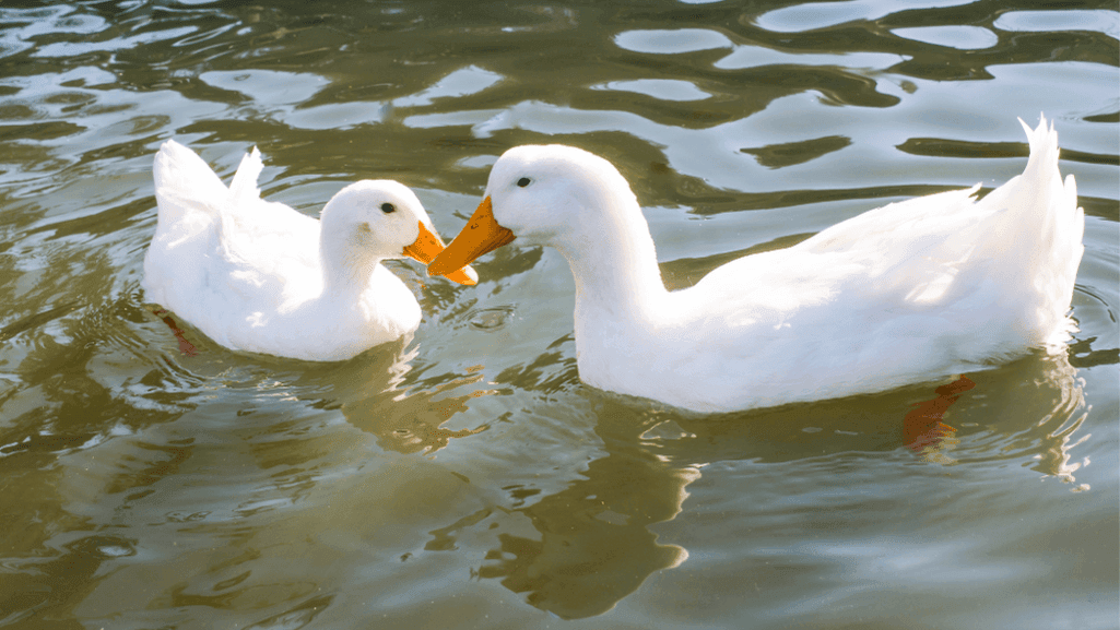 Ornamental ducks in a backyard pond