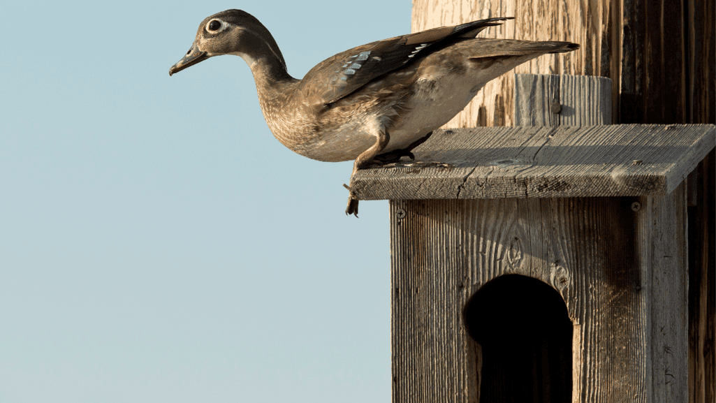Wood Duck nesting behavior