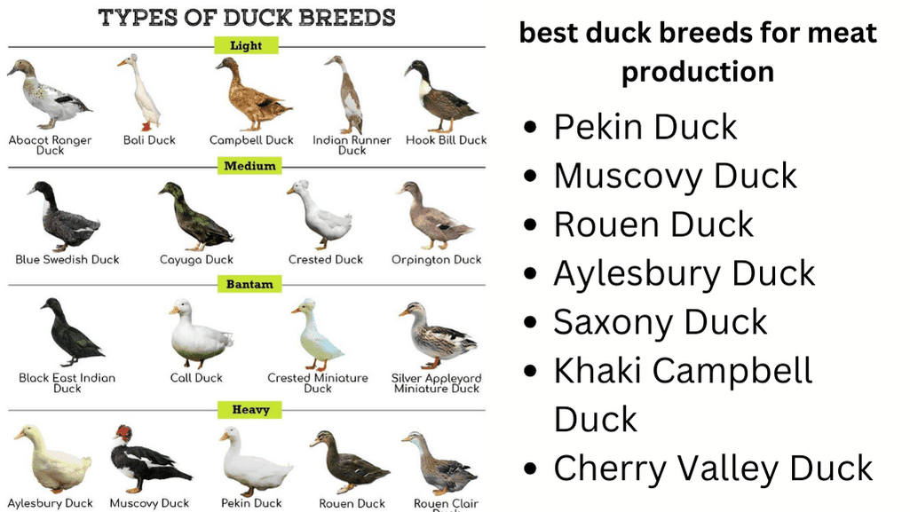 best duck breeds for meat production