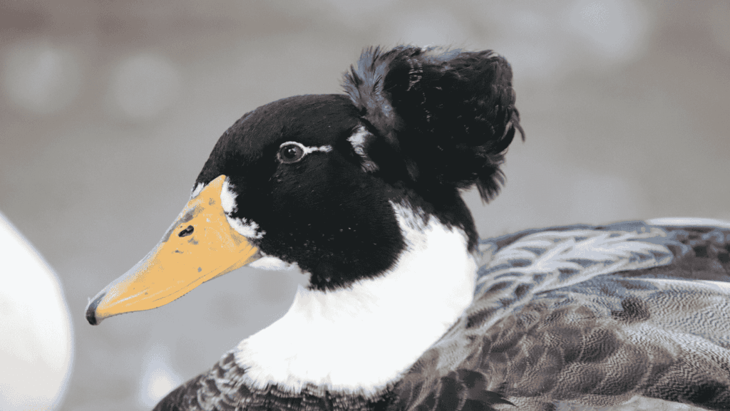 Crested Blue Swedish Ducks for backyard duck farming