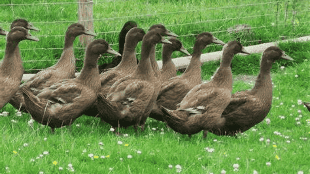 Khaki Campbell Ducks: Efficient Egg-Laying Breed