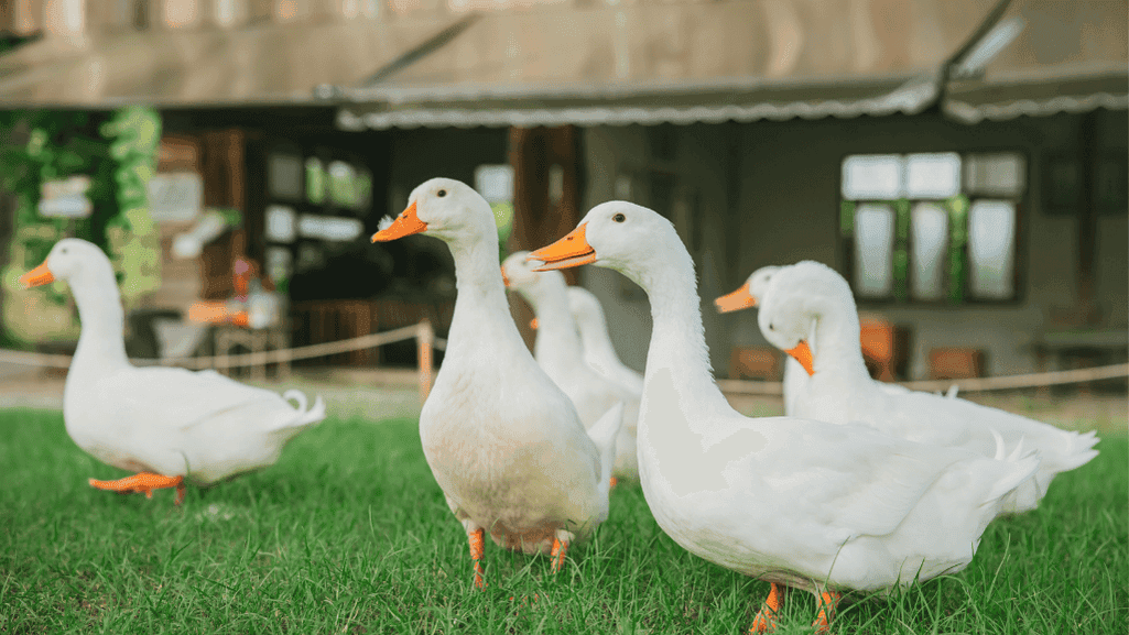 Backyard Duck Breed Selection