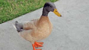 Buff Orpington Ducks