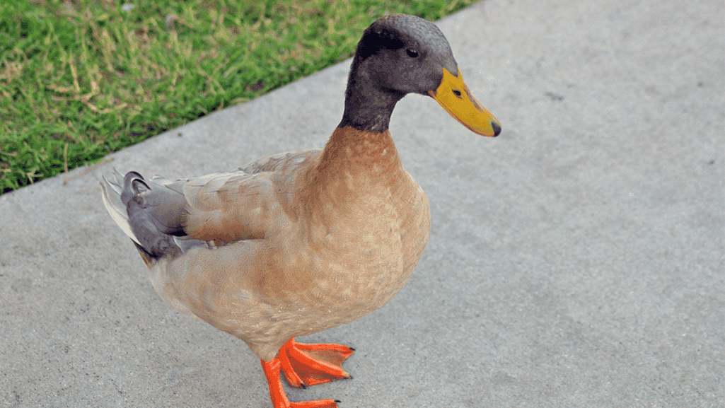 Buff Orpington Ducks