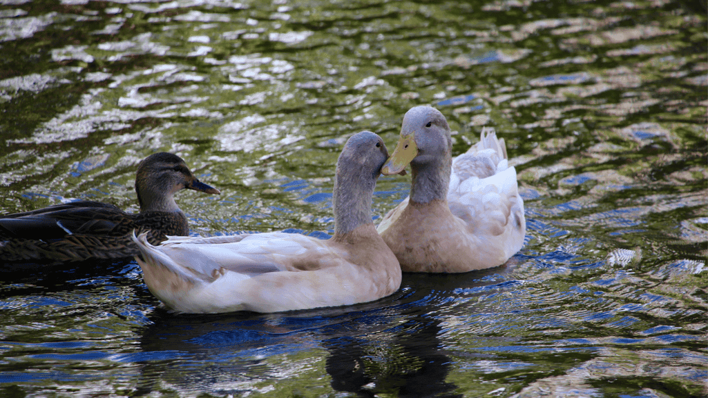 Buff Orpington duck meat