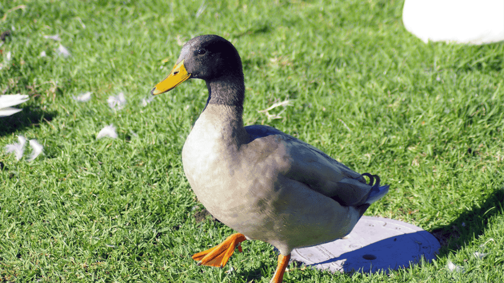 Buff Orpington duck with yellow bill and orange feet