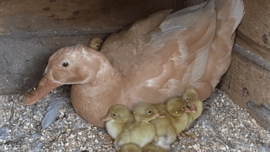 Buff Orpington ducks laying white eggs