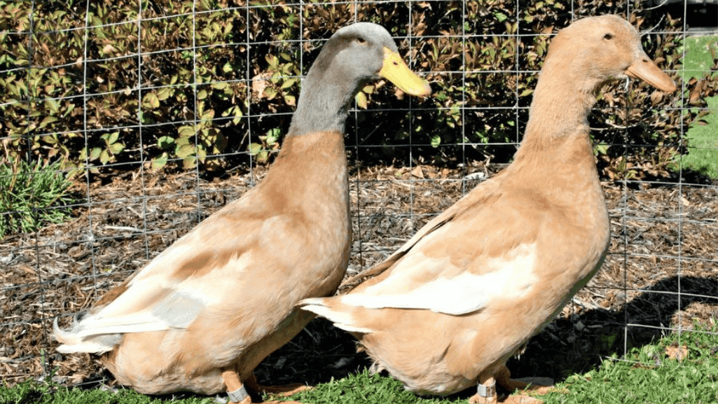 Buff Orpington ducks with calm demeanor